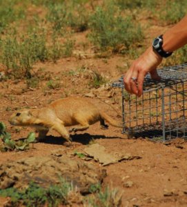 prairie-dog-trapping